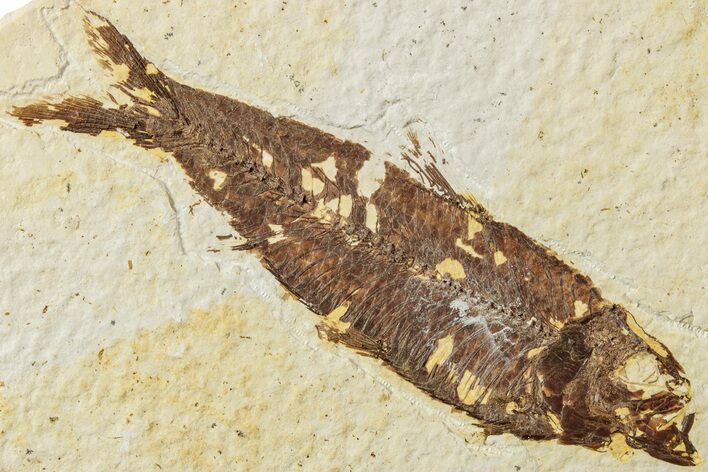 Fossil Fish (Knightia) - Green River Formation #234228